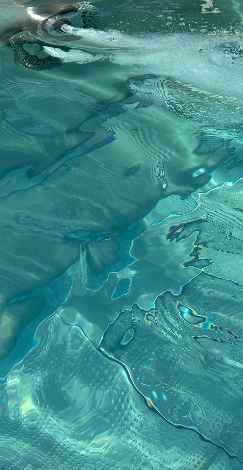 Piscine inox nage à contre courant